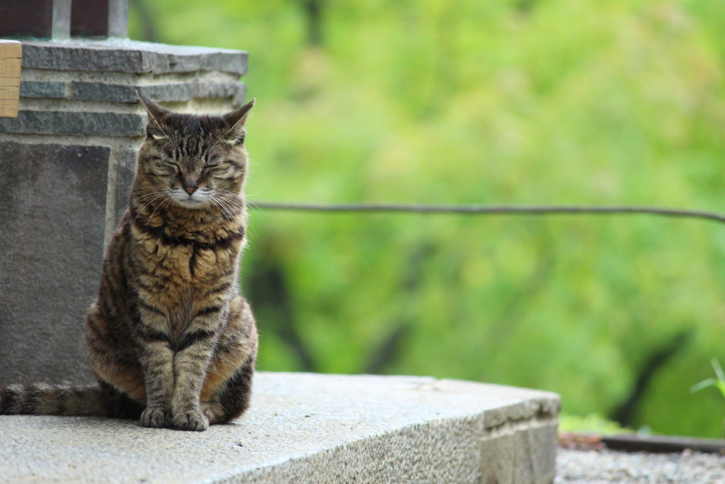 瞑想ねこさん