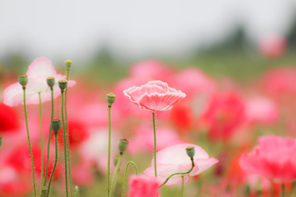 ピンクのポピーの花と緑のつぼみ